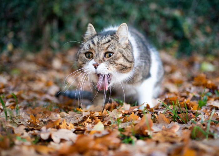 Jangan Dulu Panik! Inilah 5 Penyebab Kucing Muntah, yang Perlu Kamu Ketahui