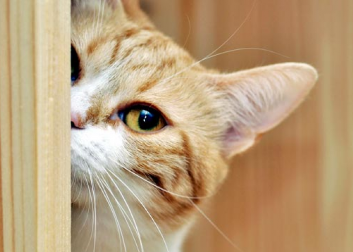 4 Cara Bermain dengan Kucing yang Seru, Tanpa Perlu Mainan Khusus!