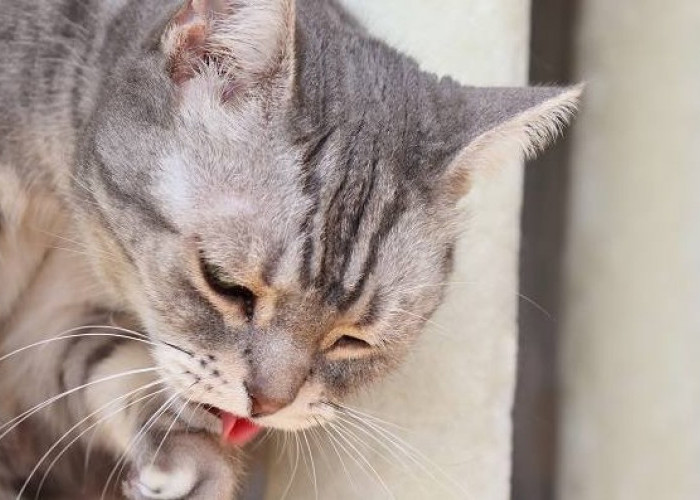 BAHAYA! Ini 3 Alasan Mengapa Kucing Tidak Boleh Makan Tulang yang Masih Sering Diremehkan!