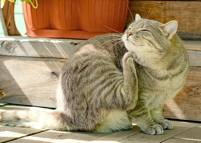 6 Jenis Tanaman yang Tidak Disukai Kucing, Jadi Bau Alami yang Ampuh Mengusir Kucing Liar! Bikin Kucing Kapok