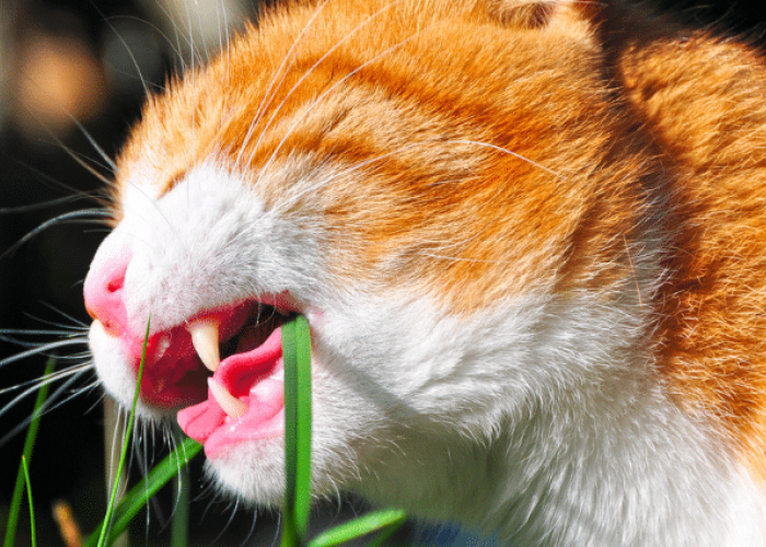 Jangan Dilarang! Ternyata Ini Manfaat Kucing Makan Rumput yang Jarang Diketahui!