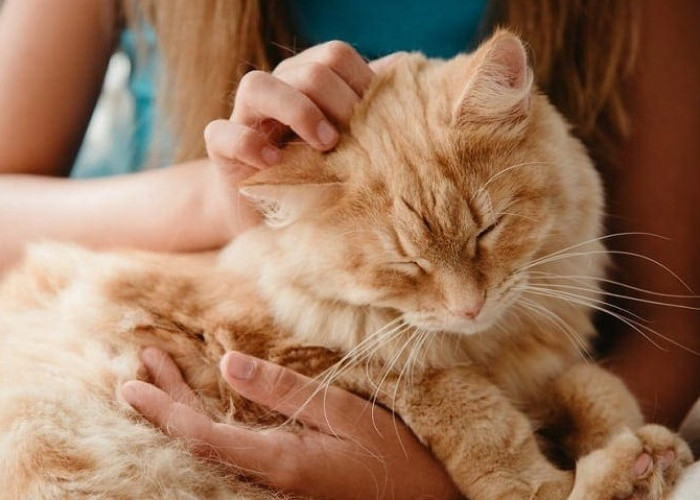Apa Kucing Sayang Pada Pemiliknya? Ini 6 Cara Untuk Mengetahuinya!