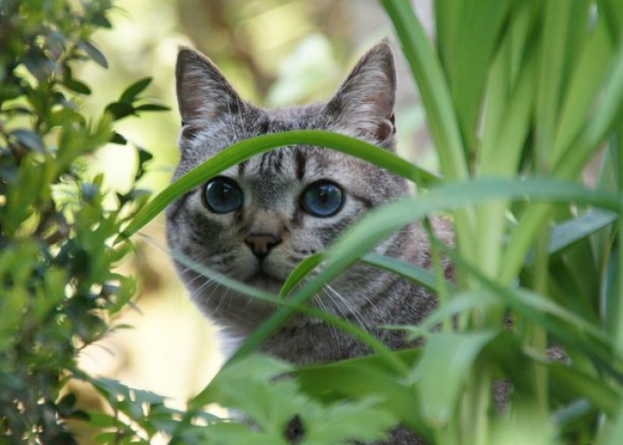 Kucing Biasanya Kabur ke Mana? Ini 4 Tips Mencari Kucing yang Kabur dari Rumah dengan Cepat