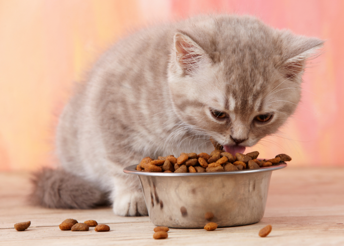 4 Merk Makanan Kucing Murah yang Bergizi, Sehat dan Bagus!