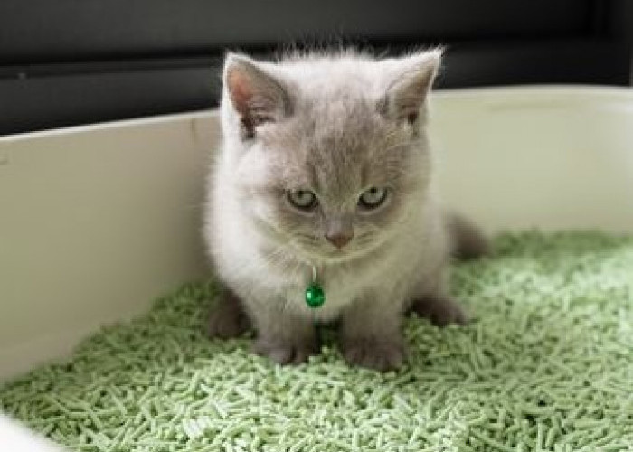 3 Pasir Kucing Biasa Diletakan Pada Litter Box dengan Kelebihan Mampu Menyerap Bau Busuk Kotoran Kucing