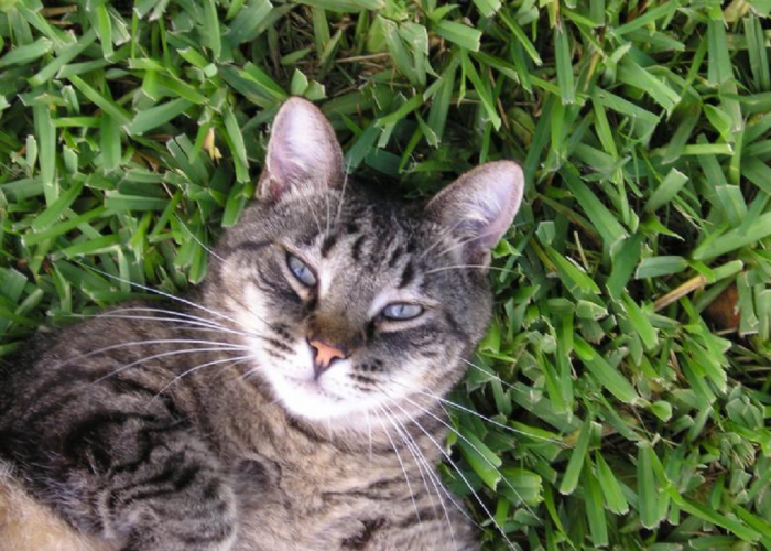 Ternyata Untuk Memenuhi Kebutuhan Nutrisi! Ini Alasan Kenapa Kucing Suka Makan Rumput, Simak Penjelasannya