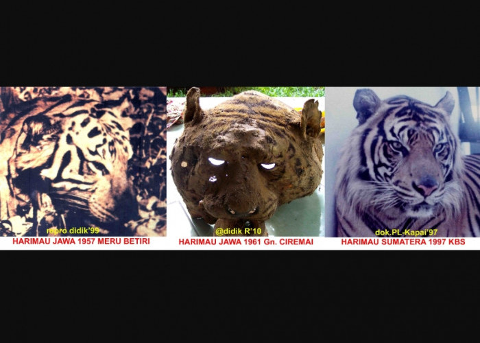 Spesimen Harimau Jawa Gunung Ciremai, Tinggal Bagian Kepala, Disimpan di Rumah Warga Kuningan