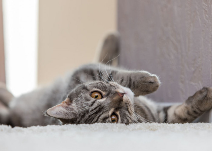 Bukan Cuma Caper, Ternyata Ini 5 Alasan Kucing Suka Berguling di Lantai, Bisa Jadi Tanda Ia Percaya Padamu!