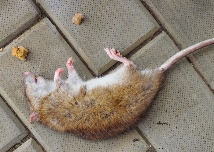 Tikus Dijamin Kapok! Ini 5 Cara Bikin Perangkap Tikus Rumahan Pakai Baking Soda dan Tepung!