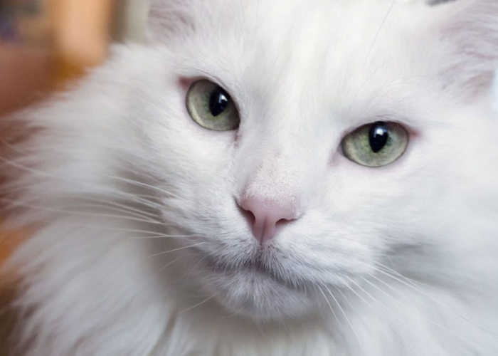 Ini Rekomendasi 35 Nama Kucing Pembawa Rezeki Jantan, yang Mudah diingat dan Juga Berkesan!