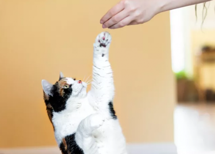 5 Tips Agar Kucing Patuh dan Tidak Nakal, Sederhana dan Mudah!