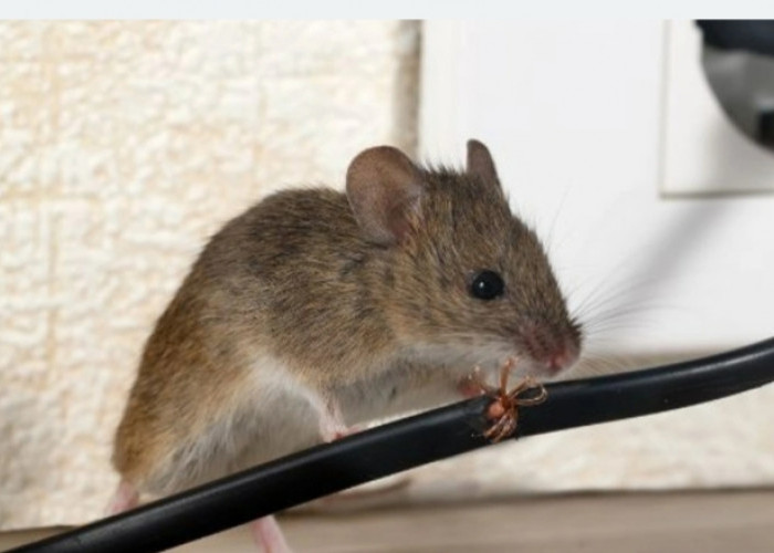 Penyebab Tikus Datang ke Rumah Kita, Tikus Suka dengan 3 Hal Ini, Simak Penjelasannya