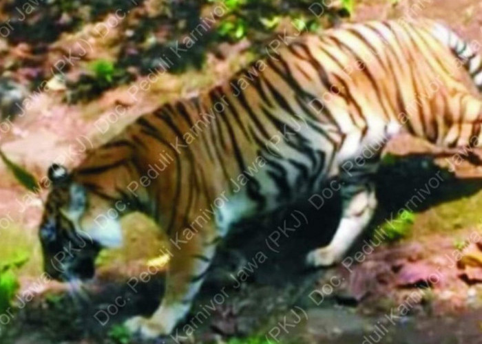 Harimau Jawa Kemungkinan Masih Ada, Analisa DNA Sampel Rambut di Sukabumi, BRIN Temukan Kecocokan