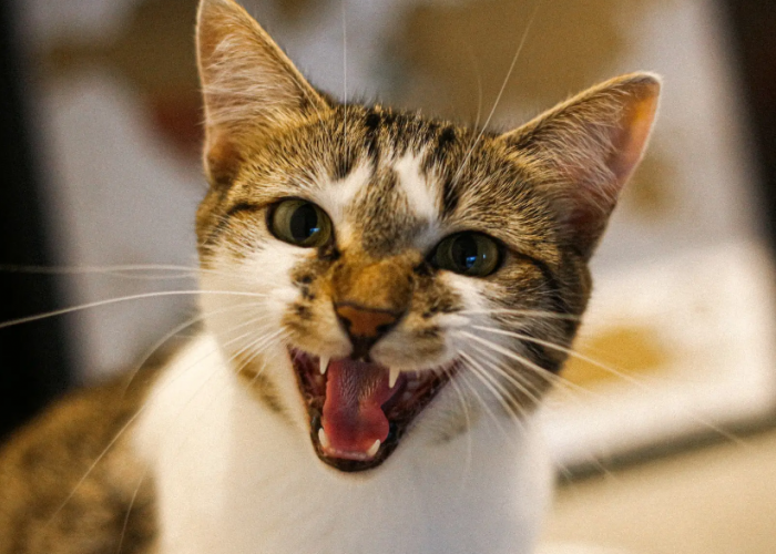 5 Cara Untuk Menghentikan Kucing Birahi yang Berisik, dengan Mudah dan Aman