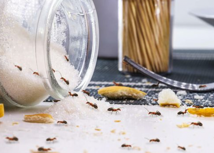 Cara Paling Ampuh Mengusir Semut Hanya Dengan Bahan Dapur! Sekali Coba Berhasil