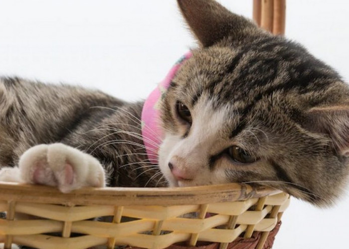 Tak Hanya Manusia, Kucing Juga Bisa Depresi! Kenali 6 Tanda Kucing Depresi yang Harus Diketahui Pemilik Anabul