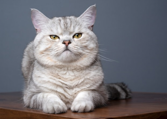 Apakah Kucing British Shorthair Penurut? Yuk, Simak 4 Fakta Unik Kucing British Shorthair Berikut Ini