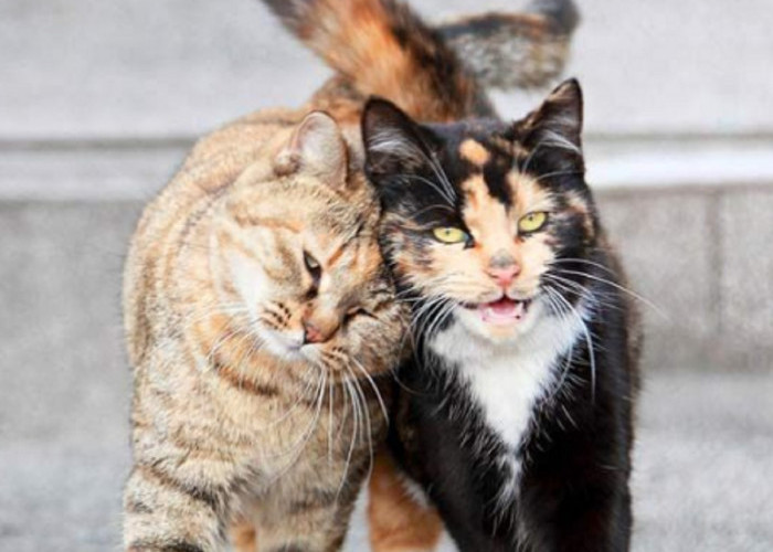 Kenali 6 Bahasa Tubuh Kucing Mengucapkan Terima Kasih, Bikin Hati Tersentuh!