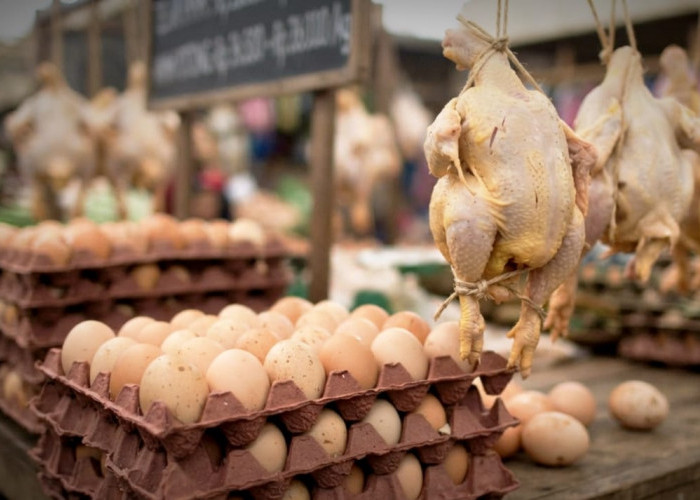 Spanyol Angkat Trofi, Telur Ayam di Kuningan Naik Harga