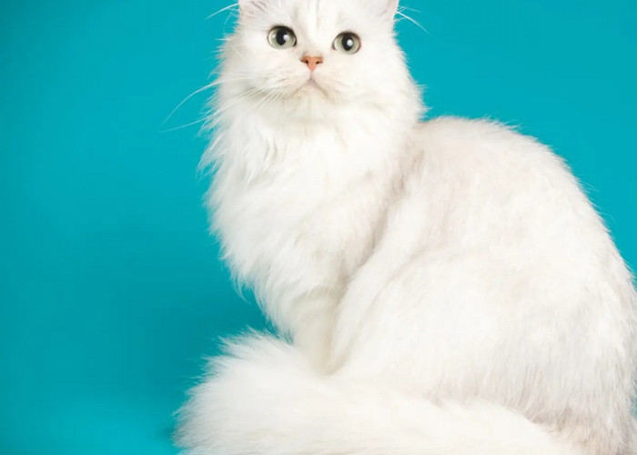 Sensasi Dipijat Oleh Kucing Menjadi Tanda Kucing Cinta dan Sayang dengan Kamu! Inilah 4 Tanda Kucing Mencintai