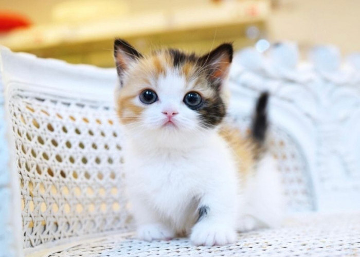 Nama Bagian Dari Doa, Inilah 20 Nama Kucing Betina dengan Harapan Membawakan Rezeki Bagi Pemiliknya