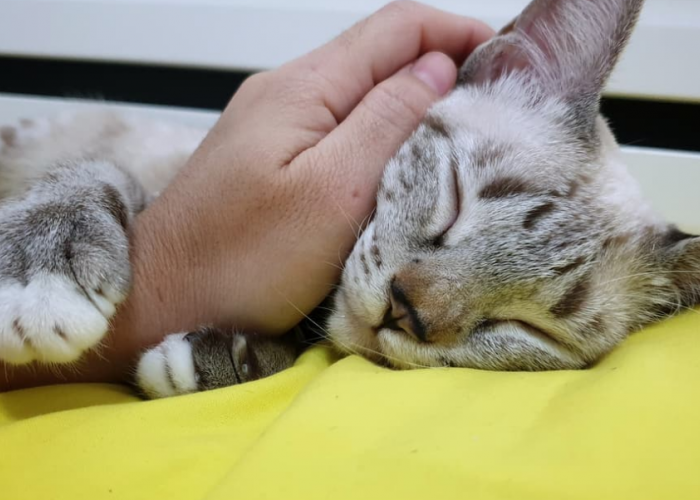 Sering Diabaikan! Ini 5 Cara Kucing Peliharaan Bilang Terima Kasih dan Balas Budi, Kepada Pemiliknya