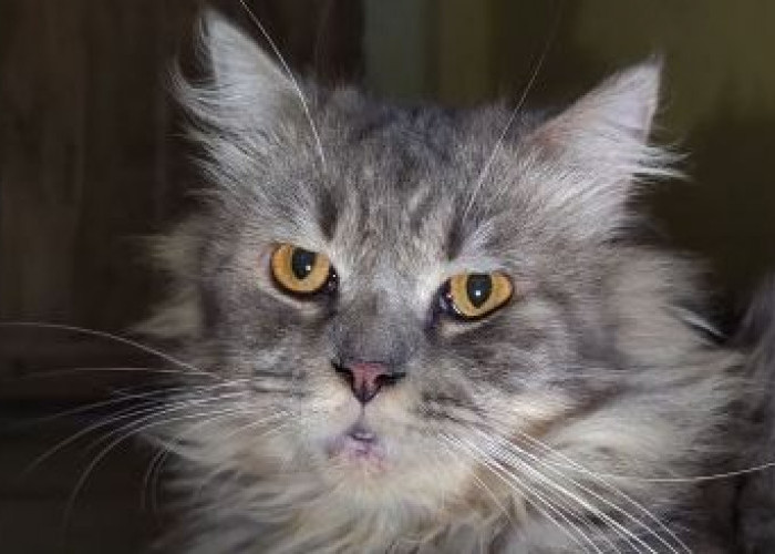Cat Lovers Wajib Tahu! Berikut 10 Nama Kucing  Abu Abu Kampung Yang Lucu Lengkap Dengan Artinya