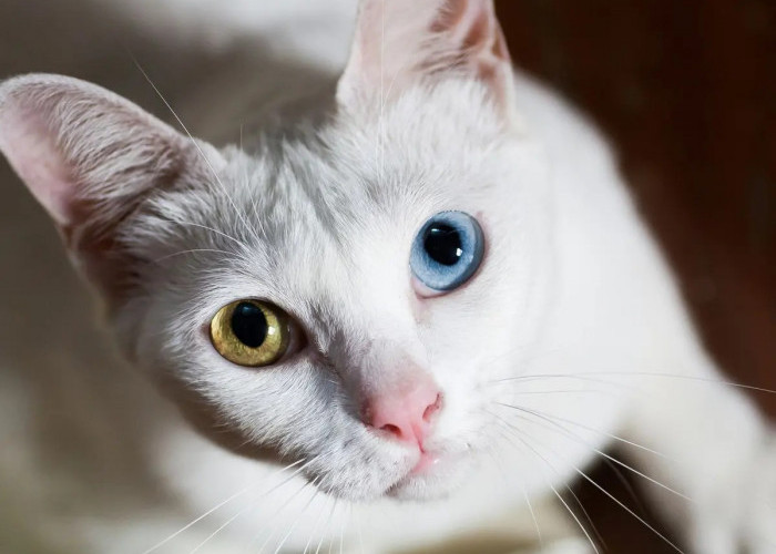 Kenapa Bisa Kucing Liar Nyaman Dengan Orang yang Baru Saja Dikenal? Inilah 3 Penjelasannya!