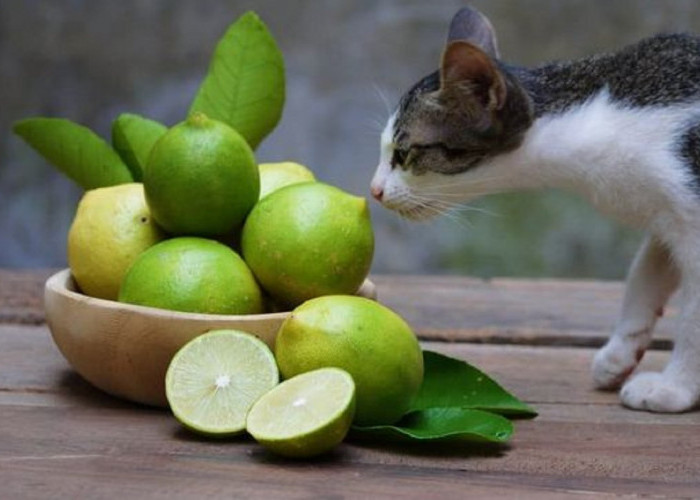 Kenali 6 Bau Asing Yang Tidak Disukai Kucing, Cocok Untuk Mengusir Kucing Liar Yang Suka Pipis Sembarangan