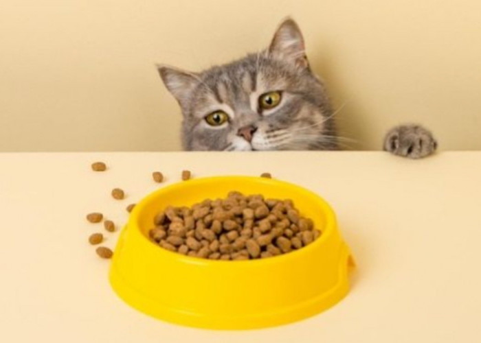 Tak Perlu Merogok Kocek Terlalu Dalam, Berikut ini 5 Rekomendasi Makanan Kucing Murah dan Berkualitas