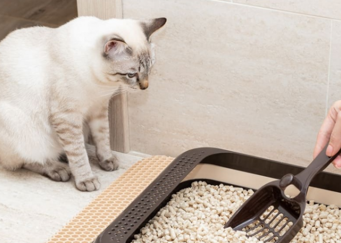 5 Merk Makanan Kucing Agar Pup Tidak Bau, Rumah Bebas Aroma Tidak Sedap Kotoran Anabul