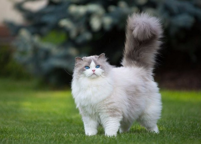 Mengenal Jenis Kucing Ragdoll, Si 'Boneka Cantik Berbulu' yang Ramah dan Gemar Bermain Air