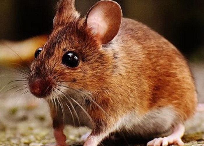 Baunya Dapat Mengusir Tikus Dari Rumah, Ini Dia 6 Bau Efektif Yang Dapat Mengusir Tikus Keluar Rumah