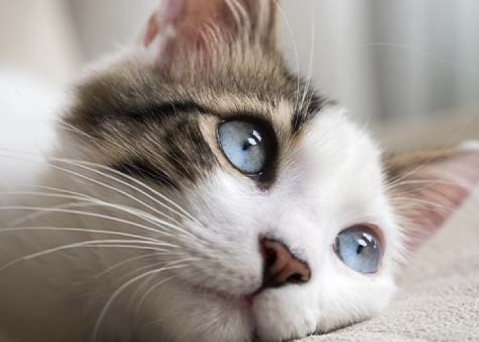 Kucing Bisa Depresi? Ini 6 Cara Untuk Mengatasi Kucing Depresi, yang Perlu Diketahui Oleh Catlovers!