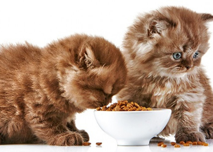 Ini Dia 3 Resep Membuat Makanan Lezat Kucing Peliharaan Dengan Nutrisi Tercukupi, Coba Buat Yu..