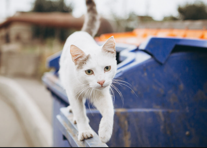 Jangan Remehin! Ini 5 Fakta Unik Kucing Jalanan yang Mungkin Belum Kamu Ketahui