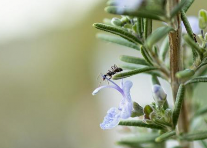 Makanan Sering Disemutin? Ini Dia 6 Tanaman Hias Pengusir Semut, Serangga Enggan Mendekat