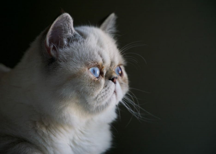 5 Jenis Penyakit Mata Pada Kucing, Kenali Gejala dan Penyebabnya yang Perlu Diwaspadai