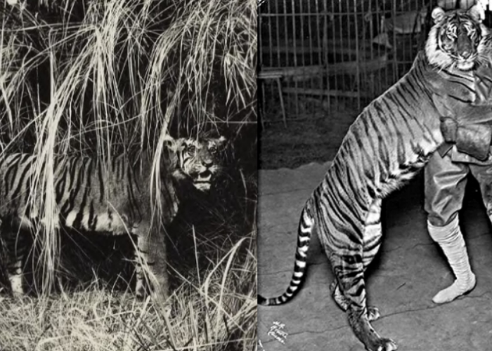 Ternyata Ini Fakta Kepunahan Harimau Jawa dan Bali, 2 Kucing Besar Endemik yang Telah Dinyatakan Punah