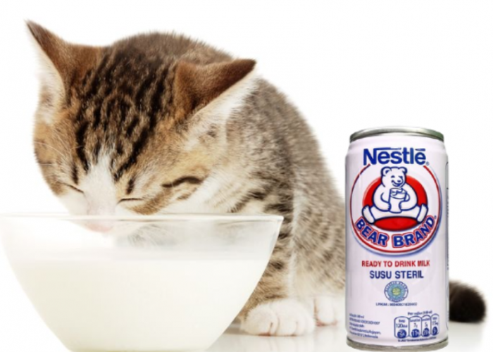 Bolehkah Kucing Minum Susu Beruang? Inilah 4 Efek Susu Beruang terhadap Anabul