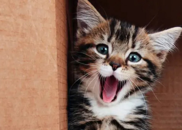 Kenali 5 Tanda Kucing Bahagia Melalui Bahasa Tubuhnya, Imut dan Menggemaskan Bukan?