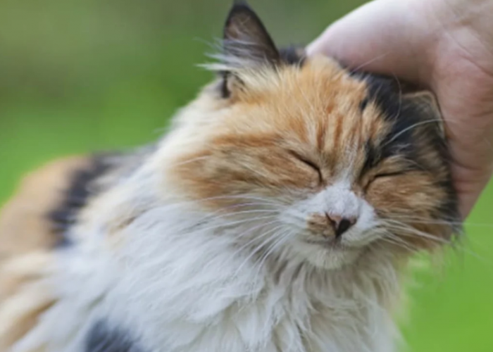 5 Tips Untuk Berteman dengan Kucing Kampung, Agar Mereka Patuh dan Nurut!
