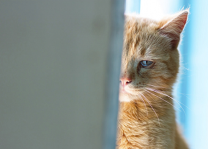 Tingkah Laku Anabul Tiba Tiba Berubah, Kenapa Perilaku Kucing Aneh? Ternyata Ini 5 Alasannya