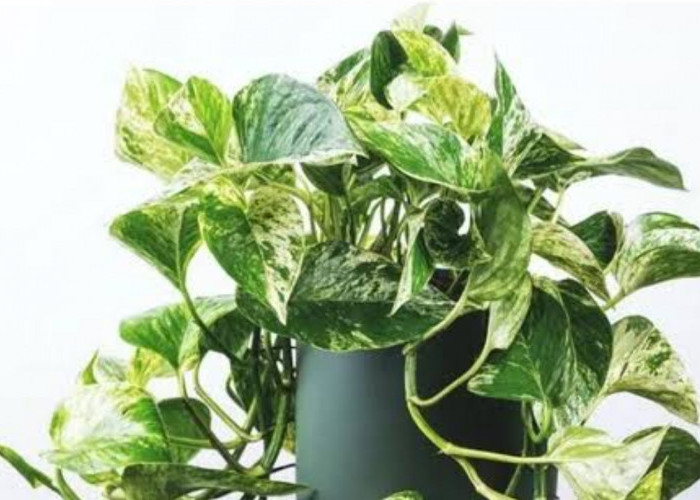Dijuluki Devil's Ivy, Sirih Gading Justru Tanaman Hias yang Bermanfaat Sebagai Pembersih Udara