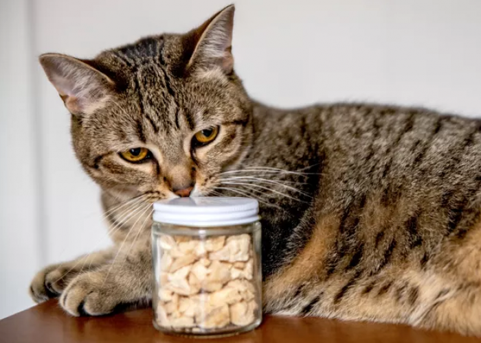 Tersembunyi! Ini 4 Ciri Kucing Peliharaan yang Sedang Lapar, dan Masih Jarang DIketahui Pemilik Kucing