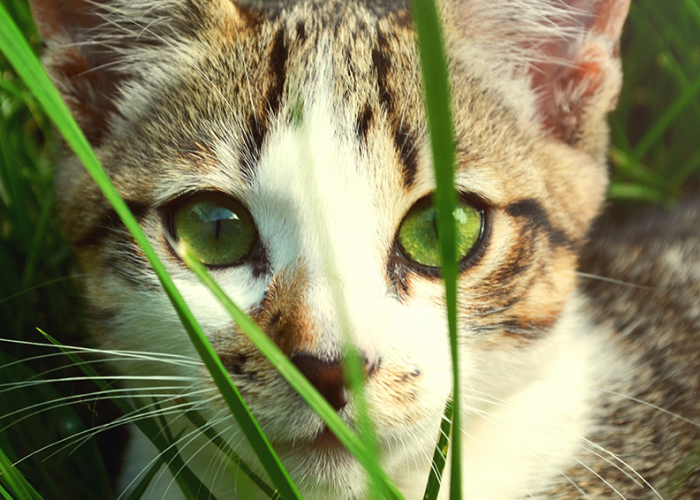 Cara Menghentikan Kucing Makan Rumput, Serta 3 Fakta Tentang Kucing dan Rumput