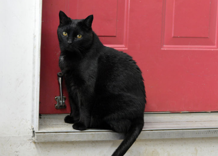 Inilah 5 Pertanda Kucing Hitam Masuk Rumah, Benarkah Bawa Keberuntungan dan Atasi Roh Jahat?