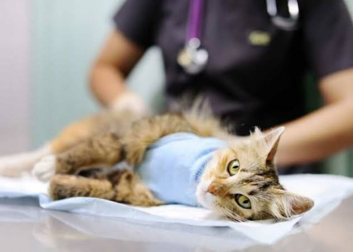Berapa Biaya Sterilisasi Kucing? Ternyata Segini, Beda Jenis Beda Harga
