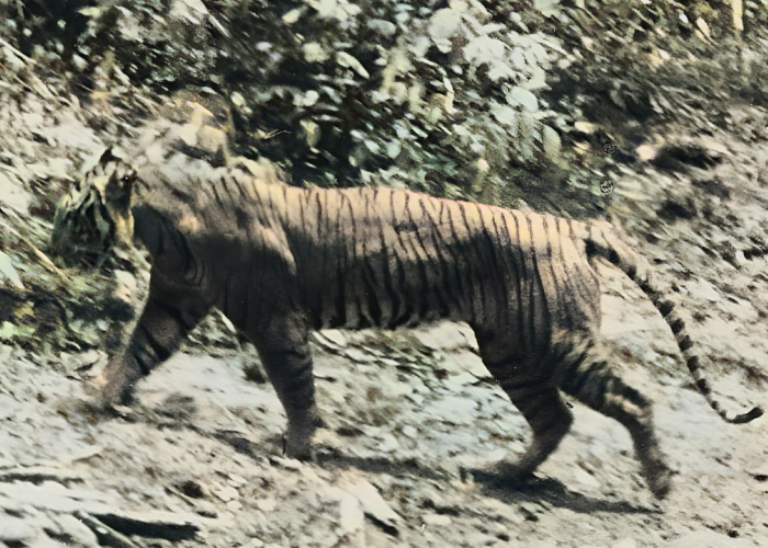BRIN Yakini Temuan Rambut yang Merupakan DNA Harimau Jawa, Peniliti Asing Bantah Temuan Tersebut