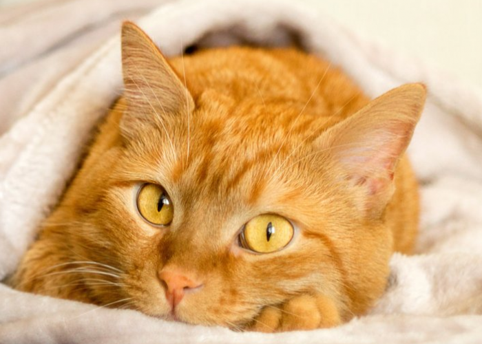 Berikut 25 Referensi Nama Kucing Oren Jantan, Mulai dari Nama Loveable Hingga yang Terkesan Tangguh!